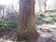 愛宕山の大スギの写真2