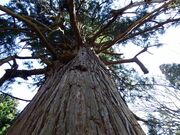愛宕山の大スギの写真3