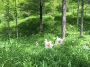 みたけの森の写真3