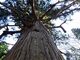 愛宕山の大スギの写真3