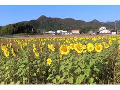 市川町のひまわり畑の写真1