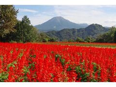 とっとり花回廊 オータムフェスティバルの写真1