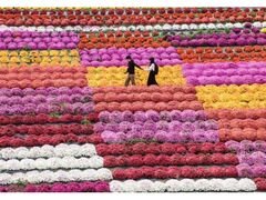 世羅高原農場 ダリアとガーデンマム祭の写真1
