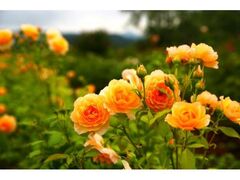 そらの花畑 世羅高原花の森 秋ローズと花のガーデンの写真1