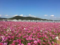 干拓地に広がる100万本のコスモス畑の写真1