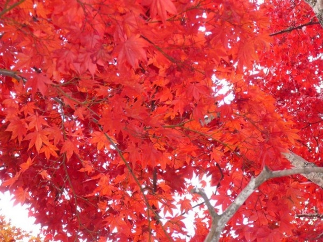 宮島の紅葉