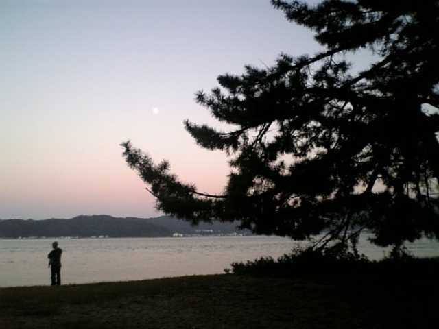 天橋立のくろまつ