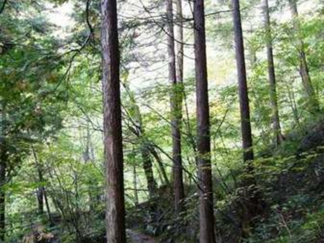 asahiさんの裏木曽のヒノキの投稿写真1