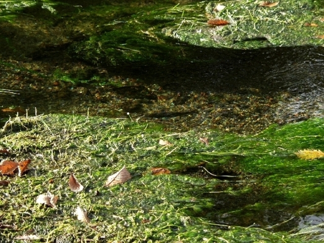 グダリ沼