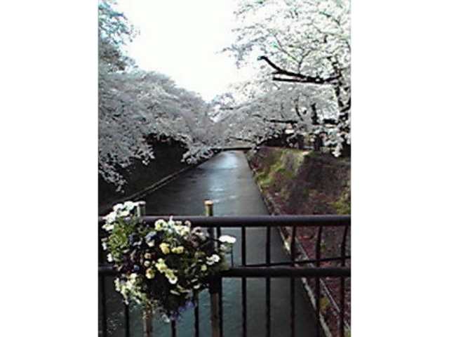前橋公園の桜
