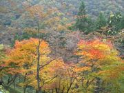yoshiさんのせせらぎ街道の紅葉の投稿写真1