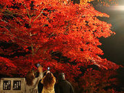 堀 清戸さんの中野もみじ山の紅葉の投稿写真1