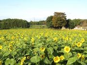 manayunaさんの那珂総合公園の投稿写真1