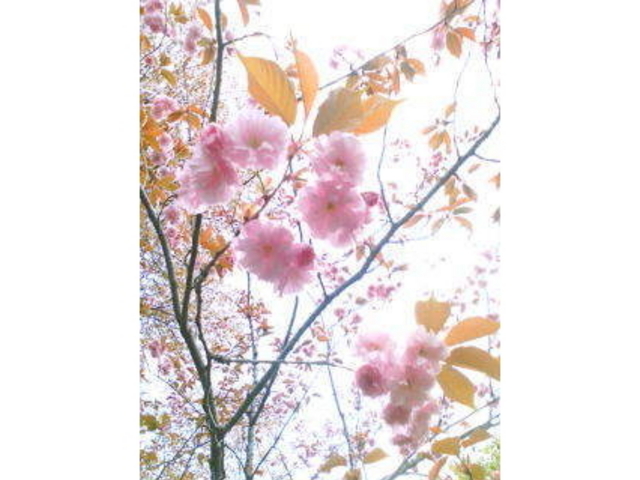 舘野公園の桜