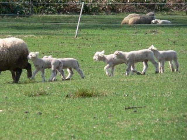 YORKSHIRE FARM