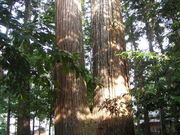 FORESTさんの若狭彦神社の投稿写真1