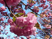 いちごっこさんの倶利伽羅山の八重桜の投稿写真1