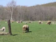 あみさんのYORKSHIRE FARMの投稿写真1