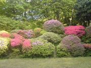 キクさんの蓬莱園の投稿写真1