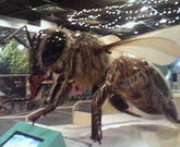 みわさんの伊丹市昆虫館の投稿写真1