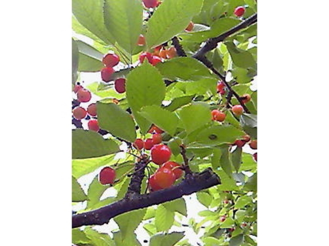 まちゅさんの山崎農園の投稿写真1