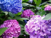 リコさんの本土寺(あじさい寺)の投稿写真1