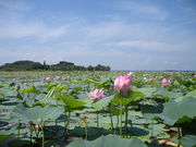 信ちゃんさんの伊豆沼・内沼のハスの投稿写真1