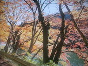 ラリマーさんの鎌北湖の紅葉の投稿写真1