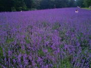 リコさんの玉原高原の投稿写真1