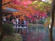 獅子次郎さんの京都府立植物園の投稿写真1