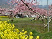 ゆうさんの笛吹市のモモの花の投稿写真1