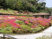 いわかなさんの太田和つつじの丘の投稿写真1