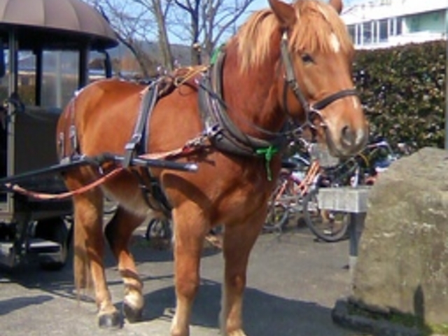観光辻馬車