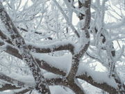 なおさんの御在所岳樹氷の投稿写真1
