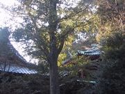 獅子次郎さんの伊豆山神社のなぎの木の投稿写真1