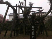 みやっちんぐみやちこ先生さんの新町の大ソテツの投稿写真1