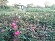 しょうゆマヨネーズさんの浜寺公園ばら庭園の投稿写真1