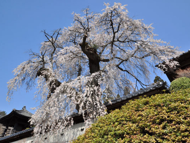 cocottさんの福王寺のしだれ桜の投稿写真1