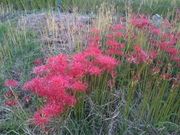 しょうゆマヨネーズさんの明日香村の彼岸花の投稿写真1