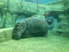 kurosuke10さんの旭山動物園への投稿写真1