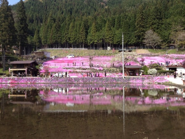 国田家の芝桜
