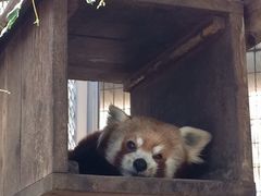 みけさんの熱川バナナワニ園への投稿写真1