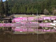 ピッグさんの国田家の芝桜の投稿写真1