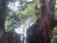 来宮神社の大楠の写真1