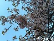 ゆっきぃさんの泉の沼公園の投稿写真1