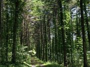 みっきィさんのふるさと2000年の森 ポロトの森キャンプ場 の投稿写真1