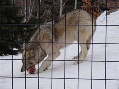 旭山動物園の写真1