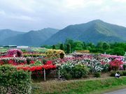 ジョンさんのさかき千曲川バラ公園の投稿写真1