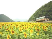 しんちゃんさんの南光ひまわり畑の投稿写真1