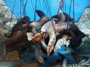 うーちゃんさんの竹島水族館の投稿写真2